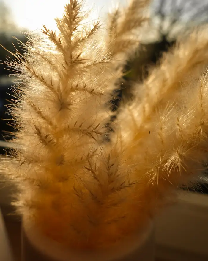 Plumas doradas de hierba de las pampas