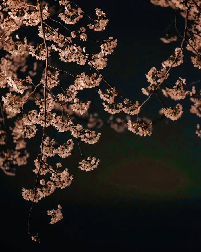 Cerezos en flor iluminados de noche