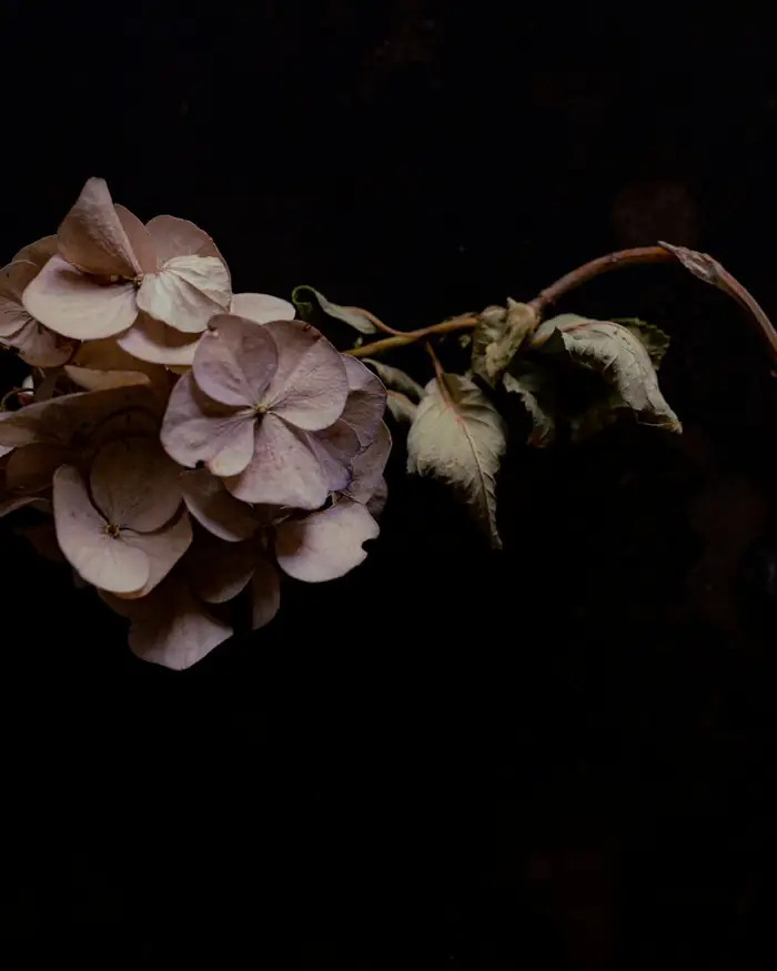 Flor seca blanca y parda sobre fondo negro