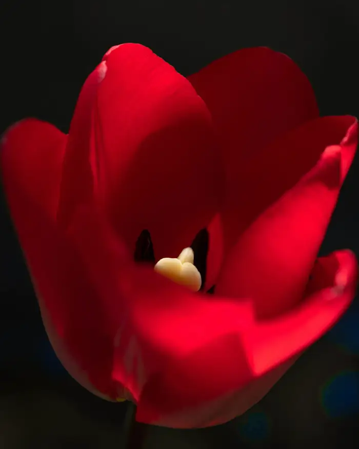 Tulipán rojo en primer plano sobre fondo oscuro
