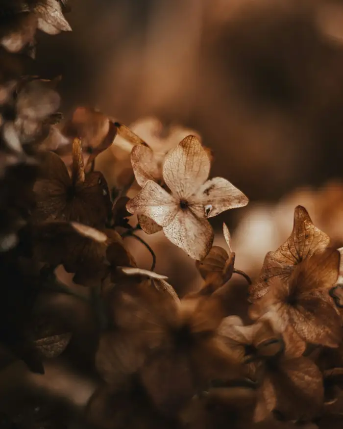 Pétalos secos de hortensia en tonos caramelo con fondo oscuro
