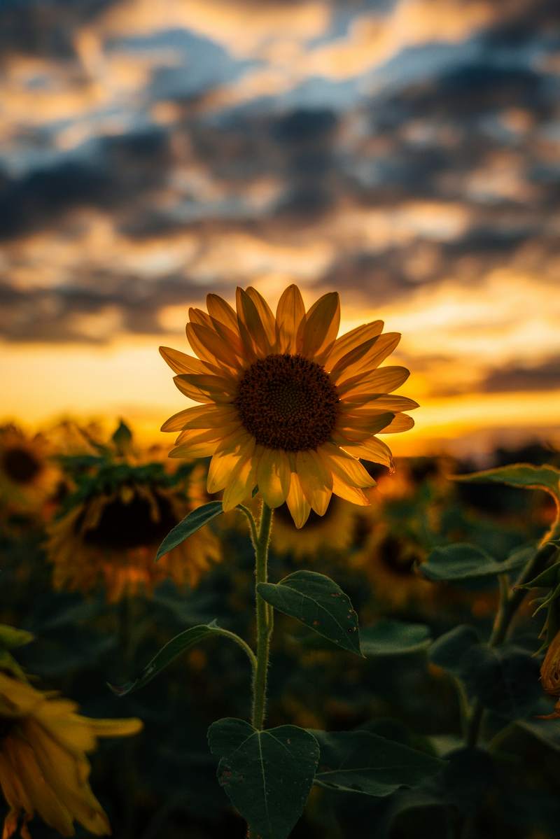 Girasol al atardecer con un cielo de nubes anaranjadas