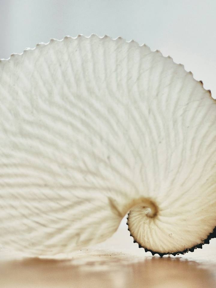 Un nautilo de papel blanco sobre una repisa.