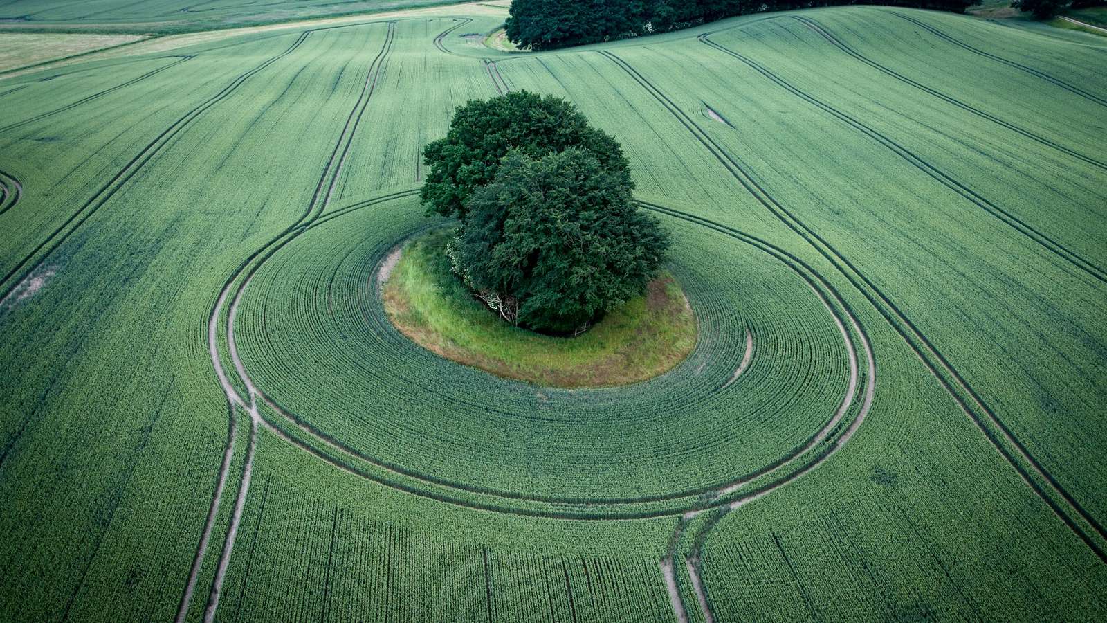 Vista aérea de un árbol rodeado por un anillo en un campo de trigo verde