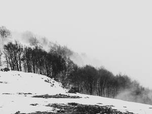 Árboles sin hojas entre la niebla sobre una ladera con nieve