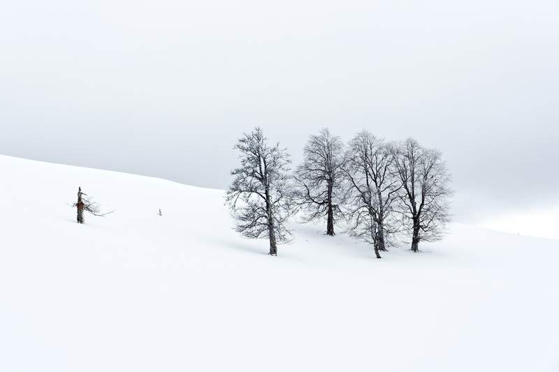 Cuatro árboles sin hojas sobre una ladera cubierta de nieve