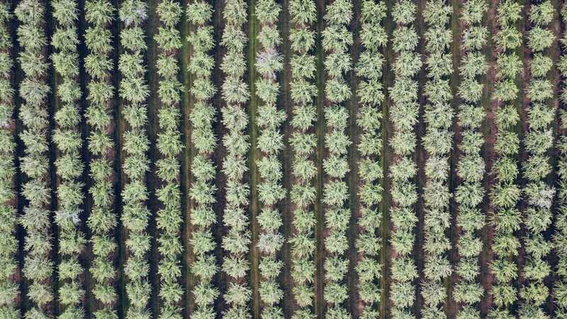 Vista aérea de hileras de cultivo en verde y negro