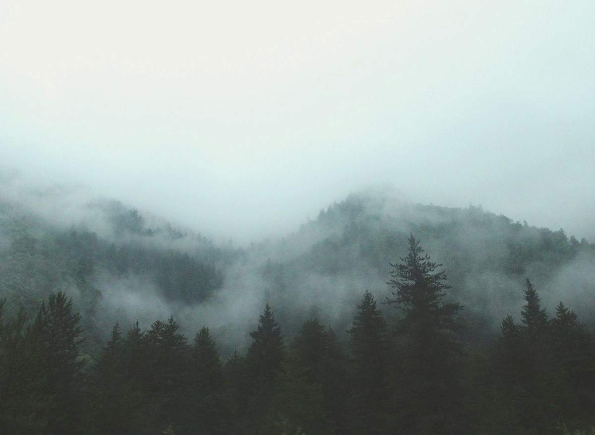 Cerros con bosque cubierto de niebla clara