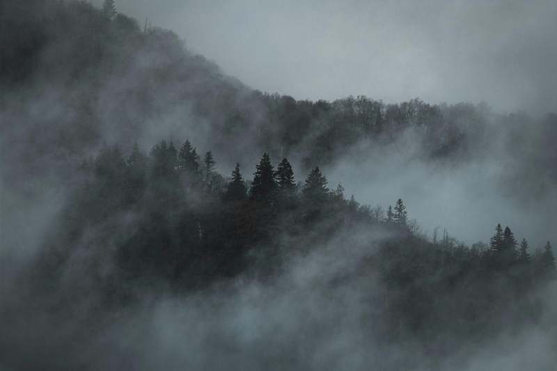 Ladera de pinos entre nubes bajas y niebla gris