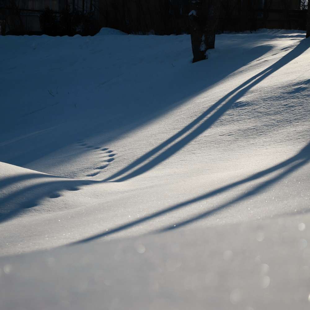 Sombras largas sobre un campo de nieve