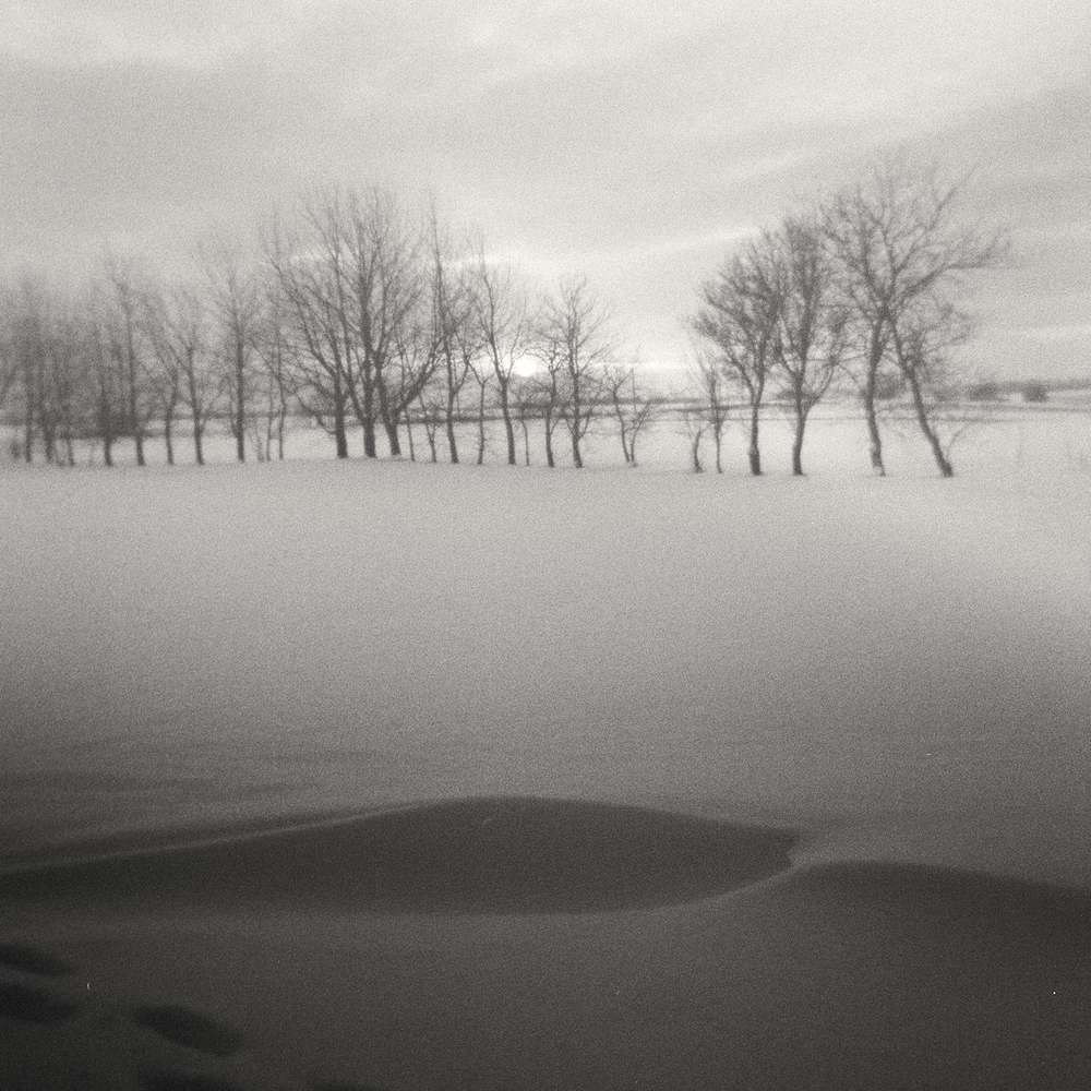 Árboles en la niebla sobre un campo de nieve, en blanco y negro