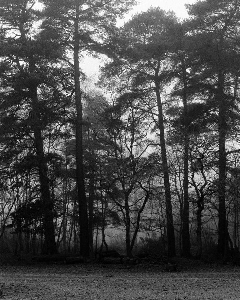 Pinos altos entre la niebla