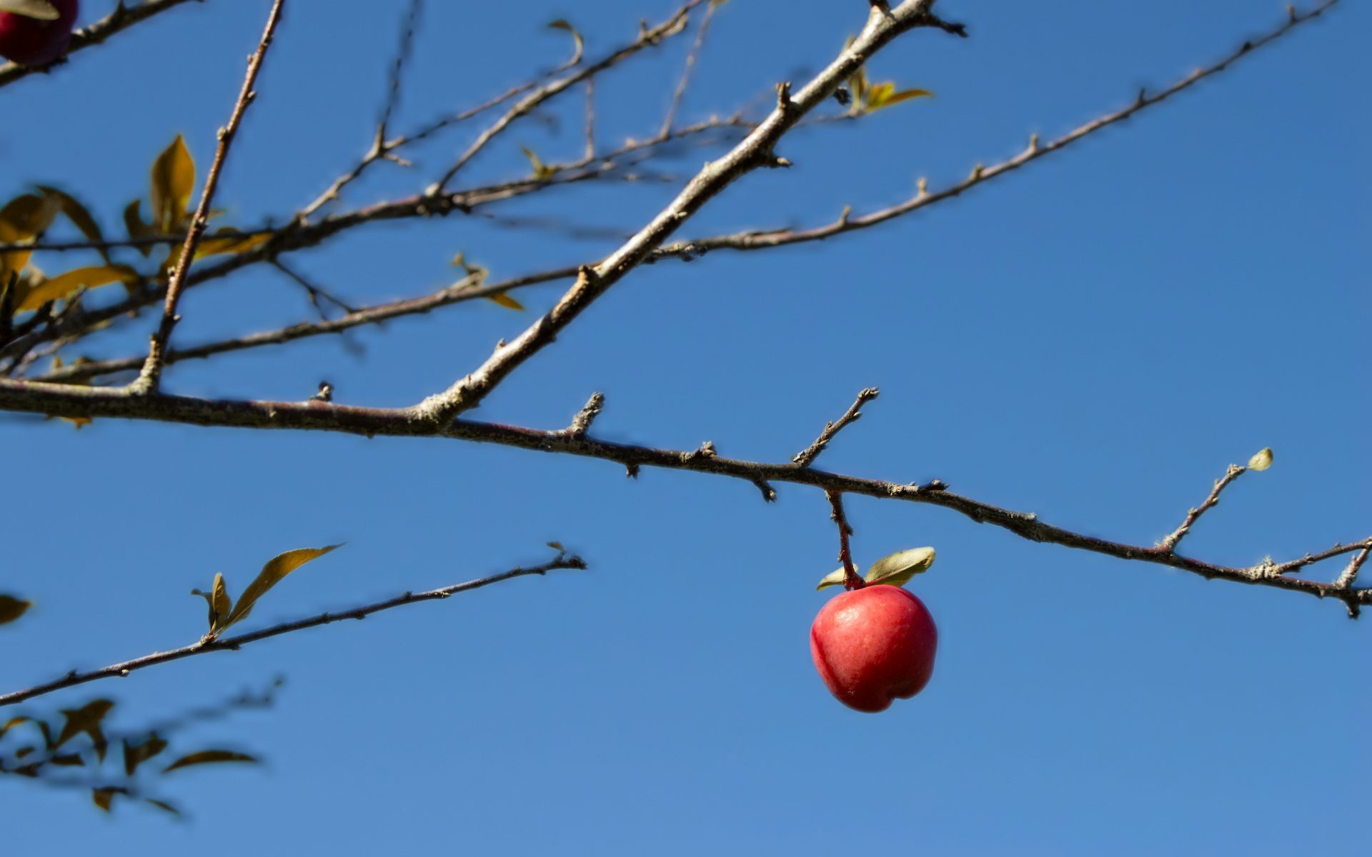 Una manzana roja colgando de una rama sin hojas contra el cielo azul