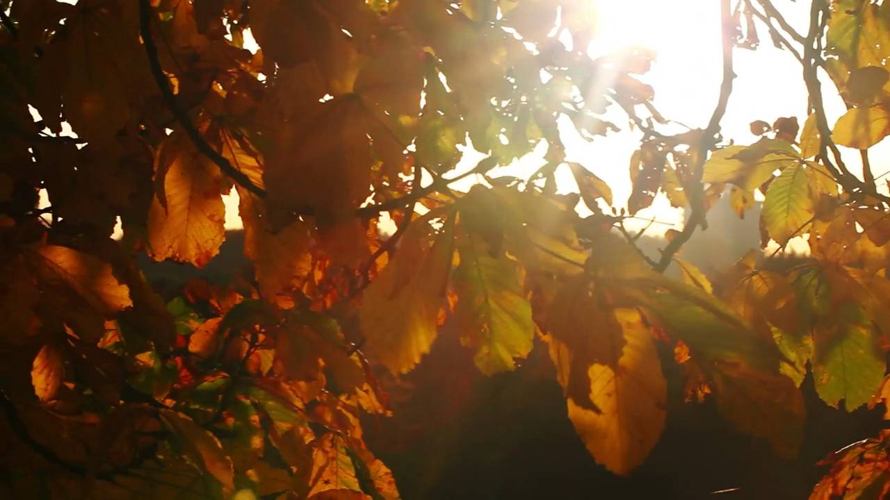 Hojas doradas de otoño con el sol entre las ramas