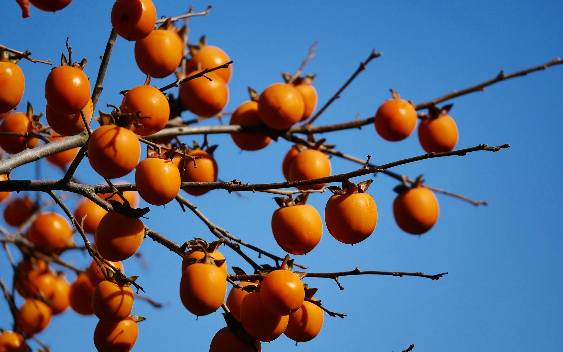Caquis maduros en las ramas desnudas de un árbol contra un cielo azul